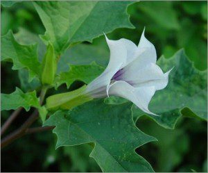 Datura-Stramonium