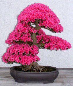 Bonsai Azalea