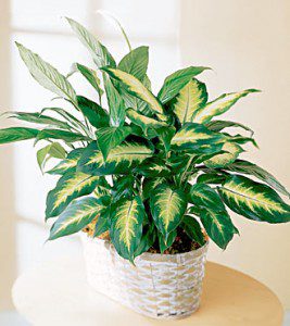 plantas venenosas