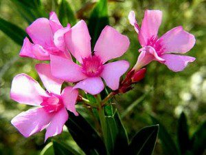 plantas venenosas2