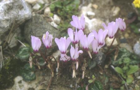 Con cada año que pasa, la violeta de los Alpes, aumenta el número de flores.