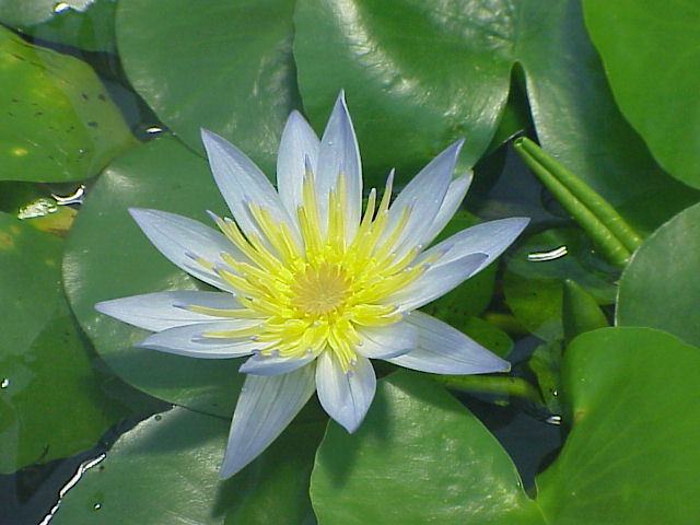 Nymphaea thermarum (Foto: Kurt Stüber)