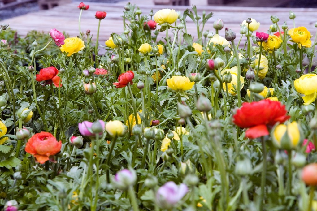 Ranúnculo (Ranunculus Asiaticus) - Foto: David Stang