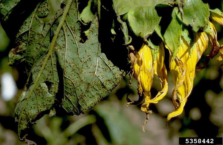 Este girasol evidencia los estragos de la roya. (Foto: Howard F. Schwartz/Colorado State University)