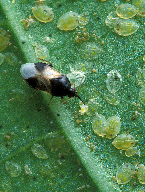 Oris Insidiosus alimentándose de ninfas de la mosca blanca (Foto: Jack Dykinga/USDA)