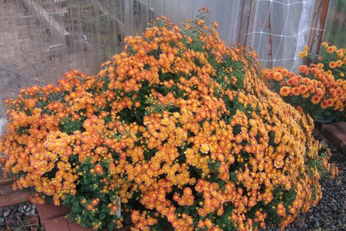 Foto: National Chrysanthemum Society