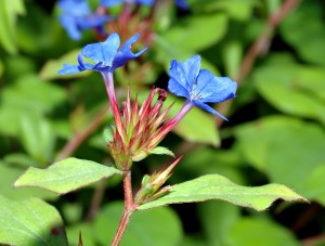 Ceratostigma