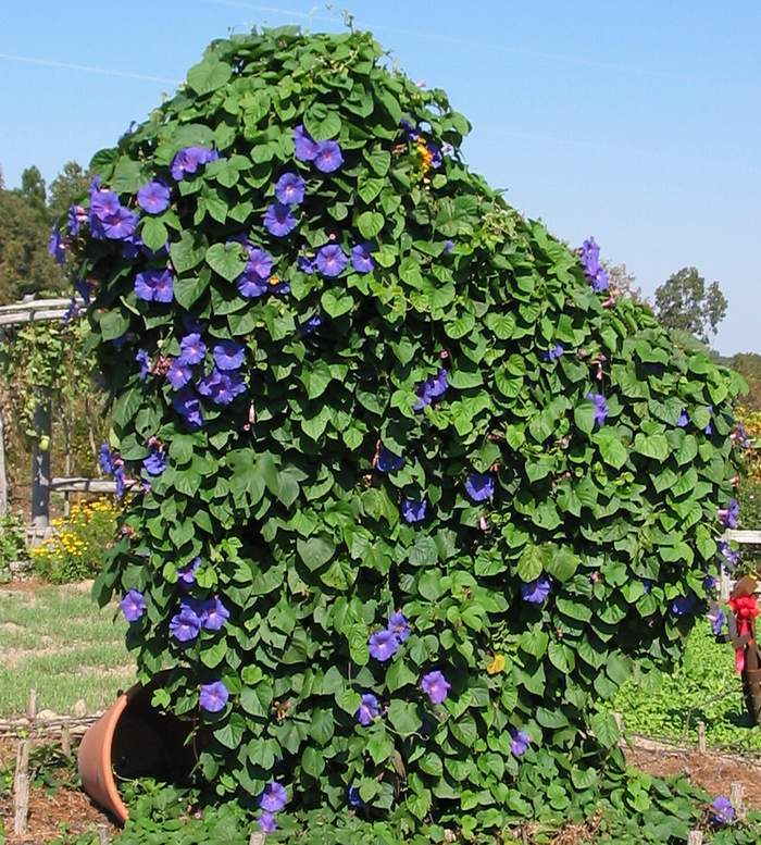 Ipomoea Indica