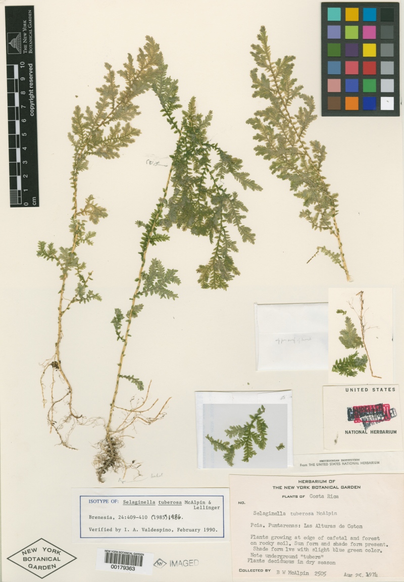 Espécimen conservado en el herbario del New York Botanical Garden