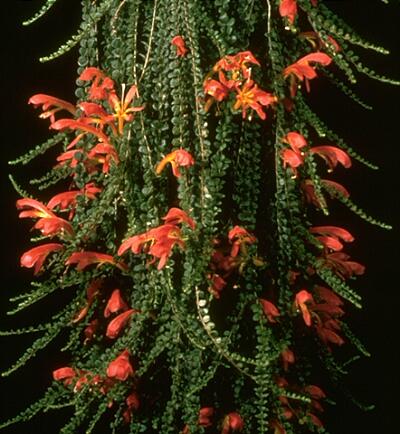 Plantas colgantes de interior: la Columnea Interior Flor Planta