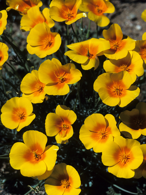 Foto: Sally & Andy Wasowski, Lady Bird Johnson Wildflower Center 