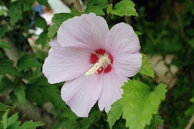 Flor de Hibiscus Syriacus. Autor: Eric Kounce