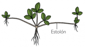 estolon