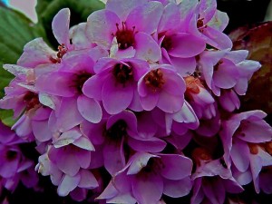 hortensia de invierno