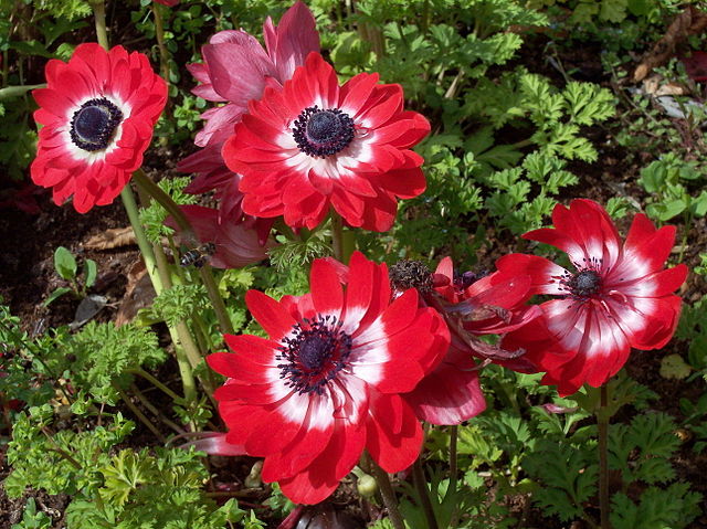 Anemone_coronaria_The_Governor_A_Barra