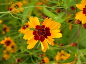 coreopsis tinctoria_1