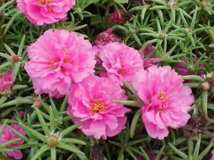 portulaca grandiflora