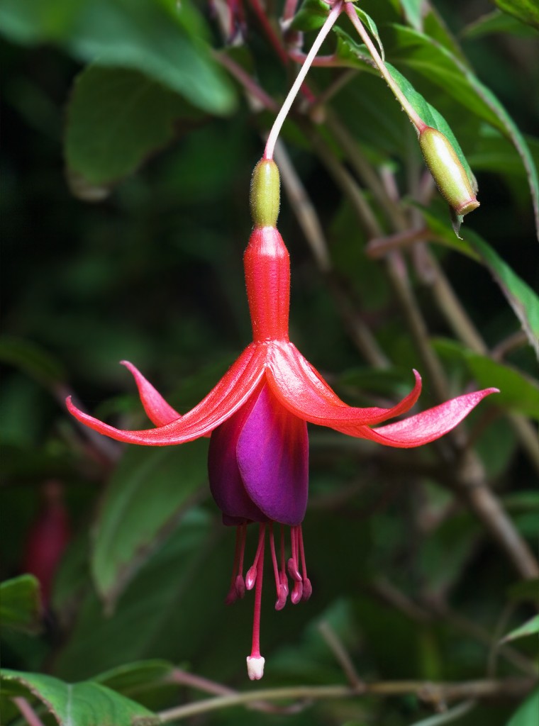 Fuchsia Magellanica (Foto: JJ Harrison)