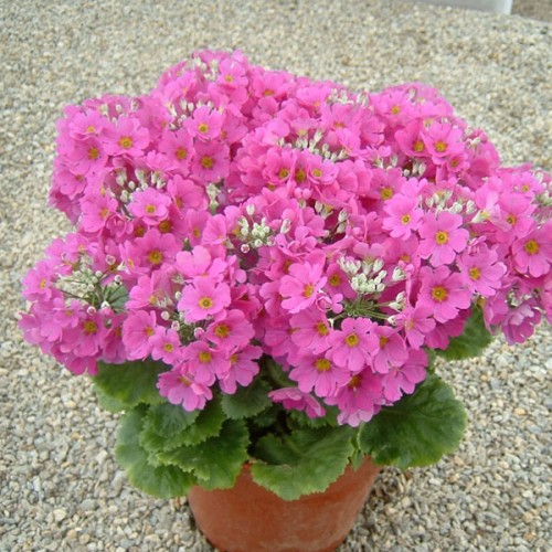 Cultivar de Primula malacoides