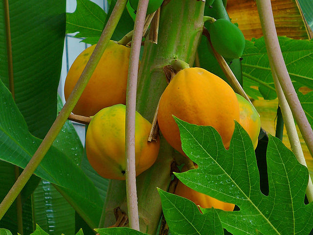 Carica_papaya_H_Zell