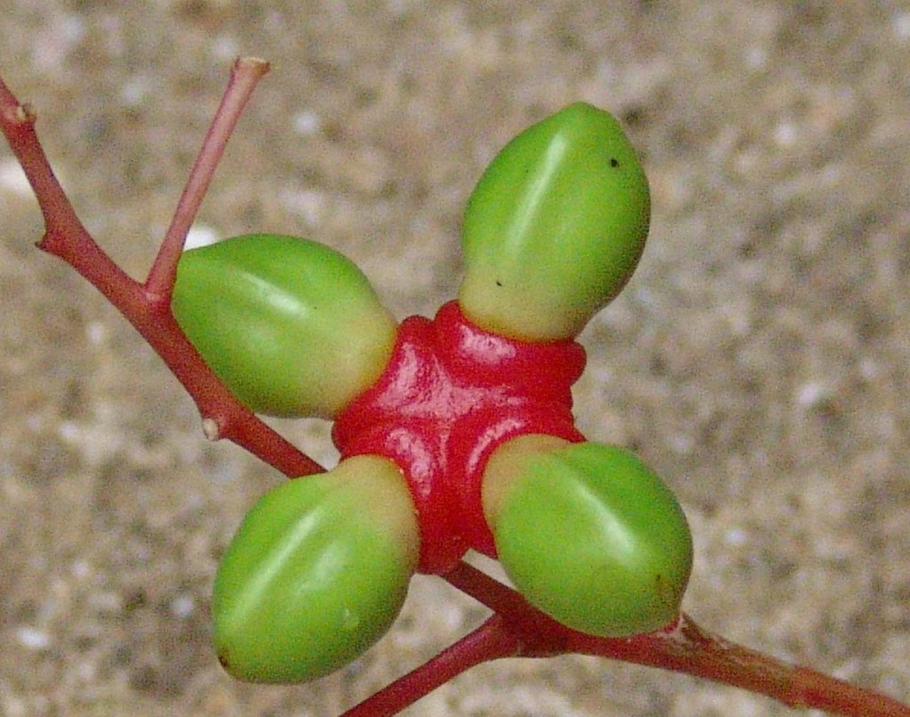 Fruto de la quassia amara (Foto: Rolando Pérez)