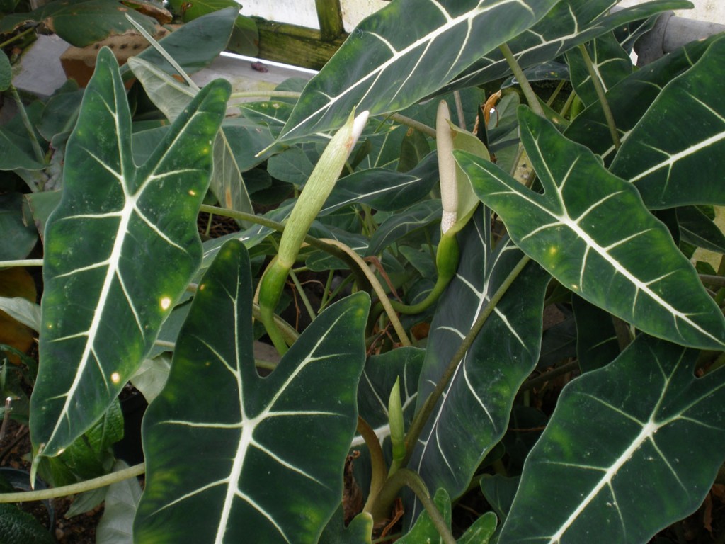 alocasia amazonica