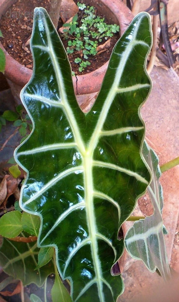 alocasia amazonica_Dinu