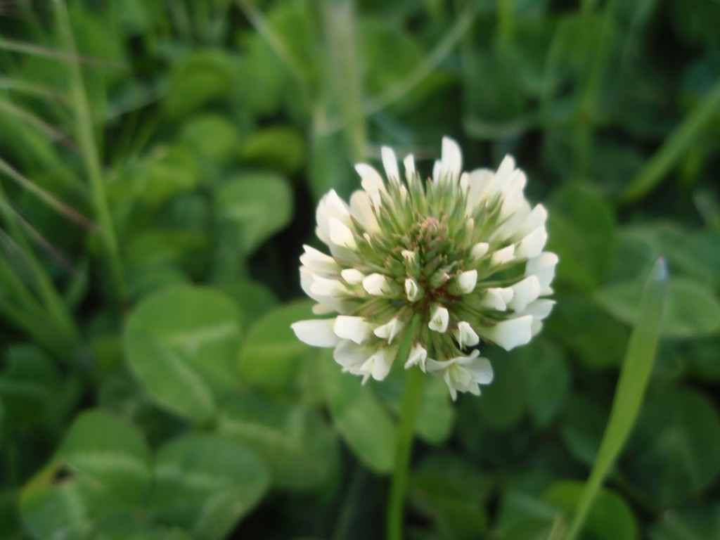 flor trebol blanco