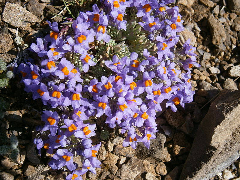 Linaria alpina (Autor: Réginald Hulhoven)