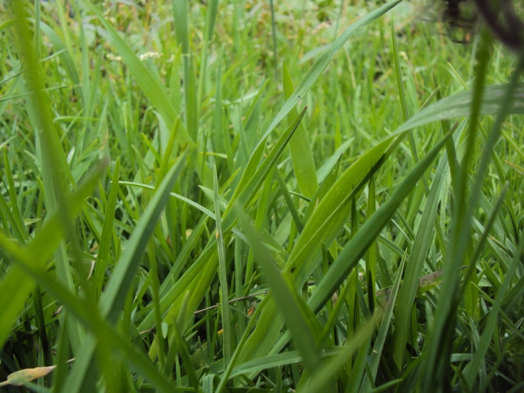 bermuda grass