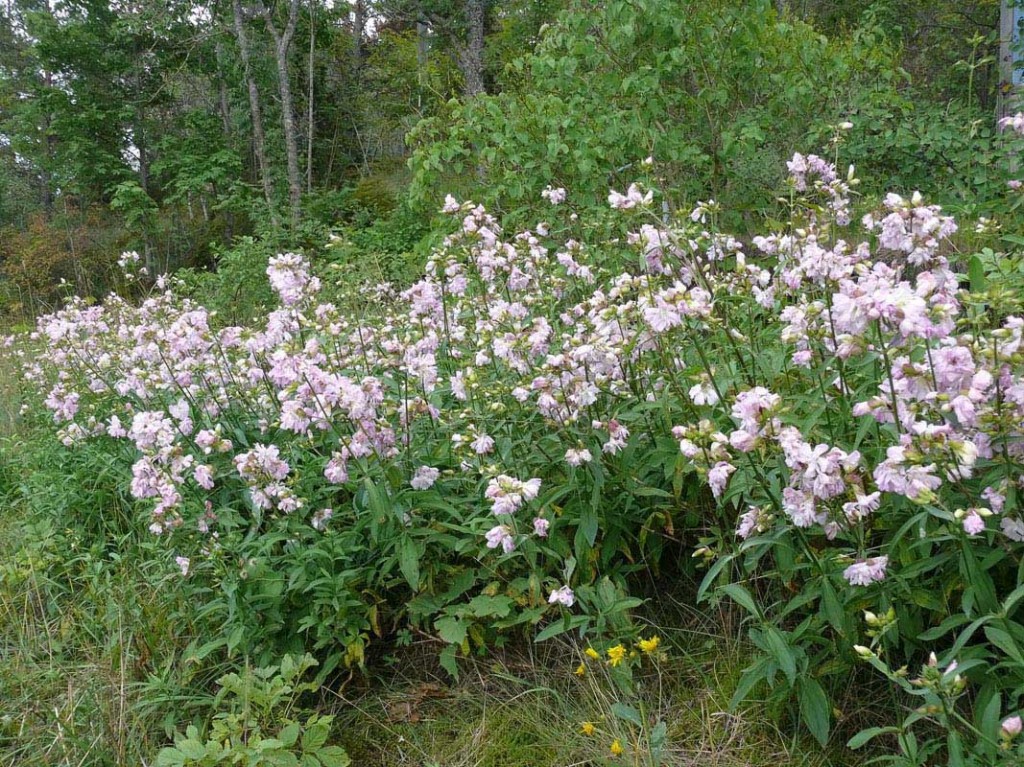 Saponaria Cultivo y aprovechamiento para la elaboración de jabón