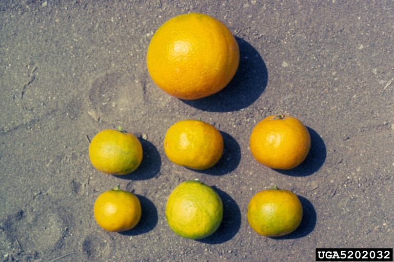 Naranja de un árbol sano (arriba), comparada con las de uno enfermo.