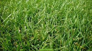 raygrass cultivo
