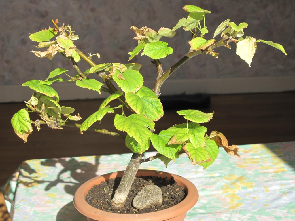 clorosis_bonsai