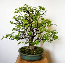 bonsai abedul