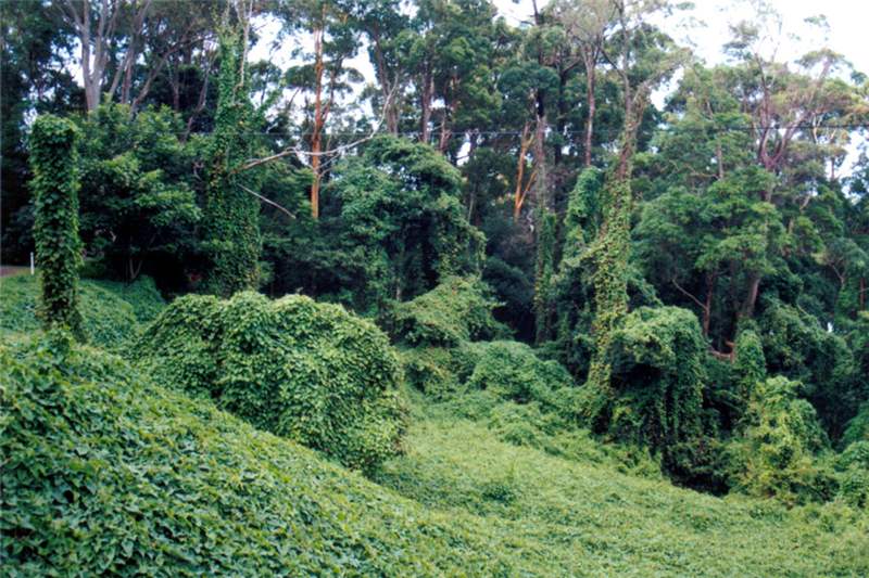 Zona infestada por la Ipomoea indica.