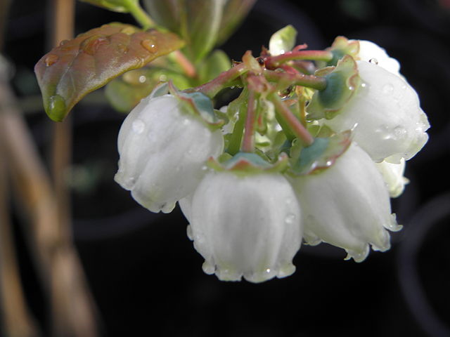 Flores de arándano azul (Foto: Rob Hille)