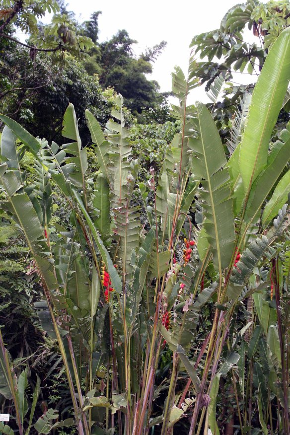 heliconia rostrata 2