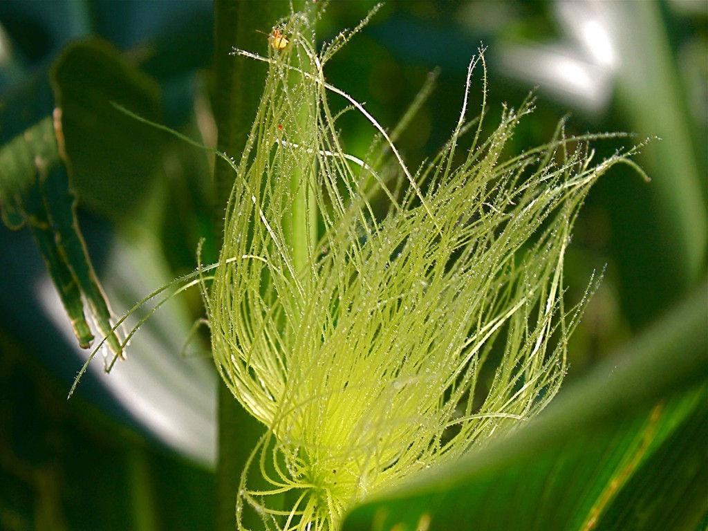 Flor hembra del maíz