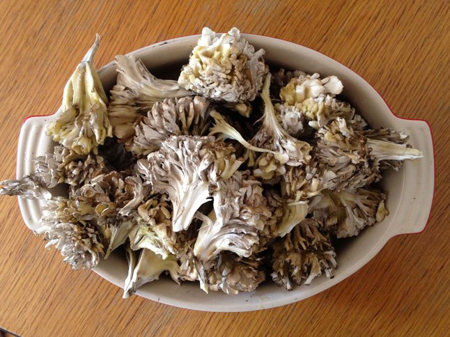 maitake2