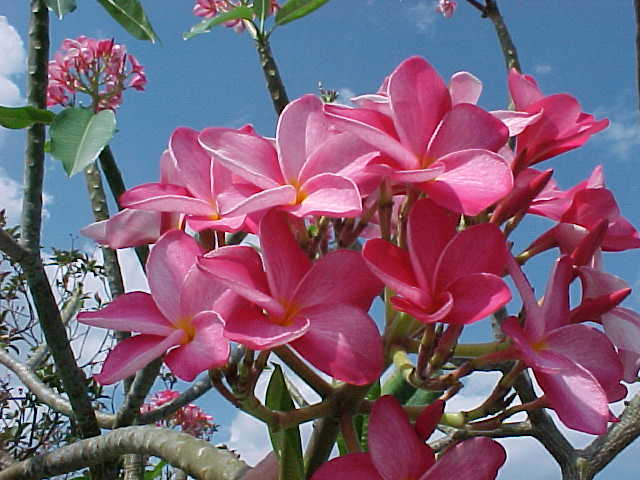 plumeria rubra 2