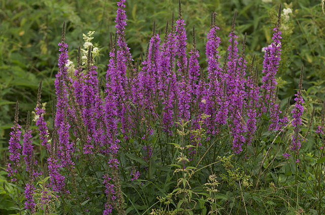 Foto: Garten Akademie