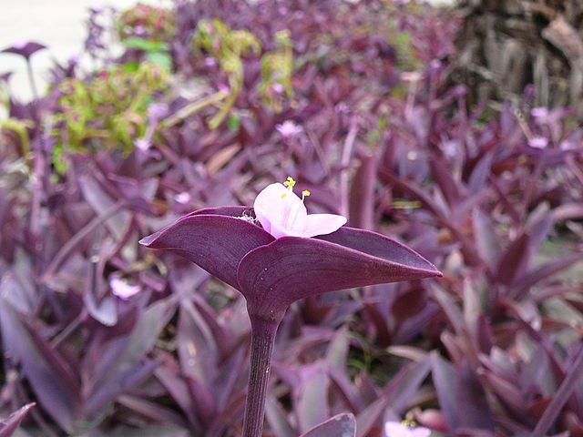 Flor de la tradescantia purpúrea. (Foto: Atamari)