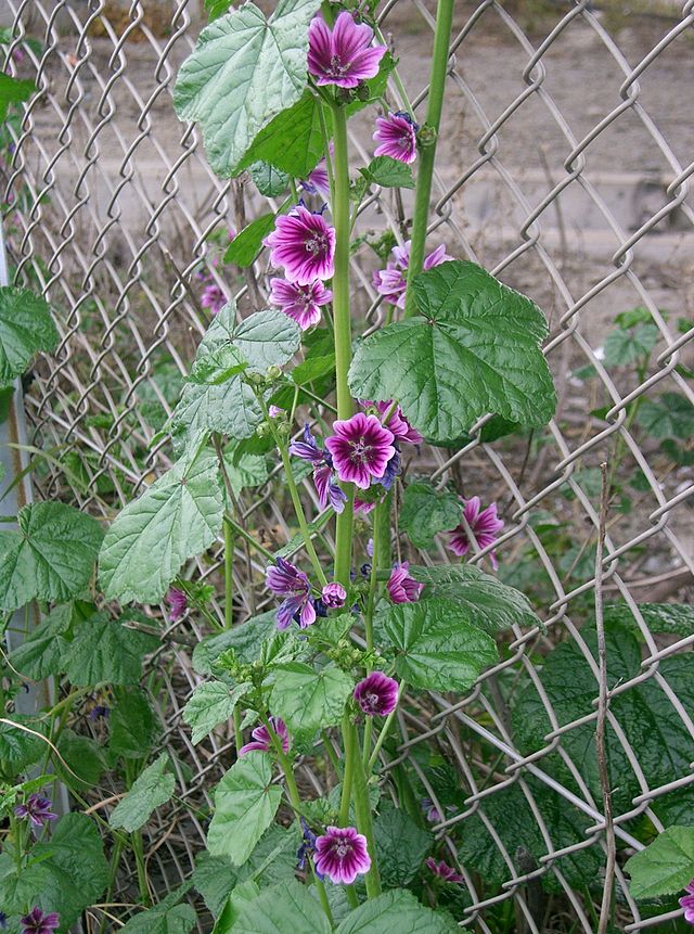 Malva sylvestris var. mauritiana (Foto:KENPEI)