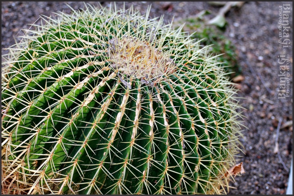 echinocactus grusonii