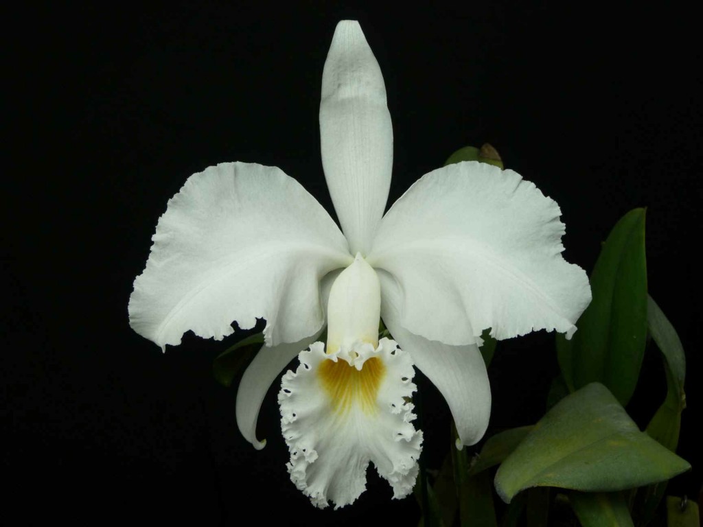 orquidea cattleya