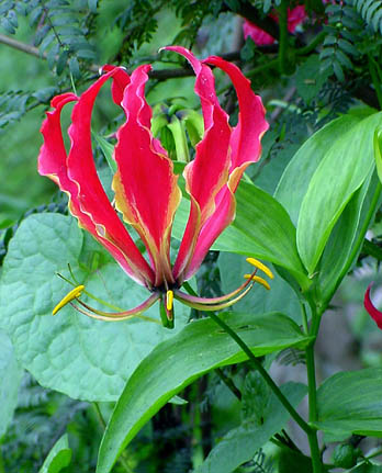 gloriosa_rothschildiana_1