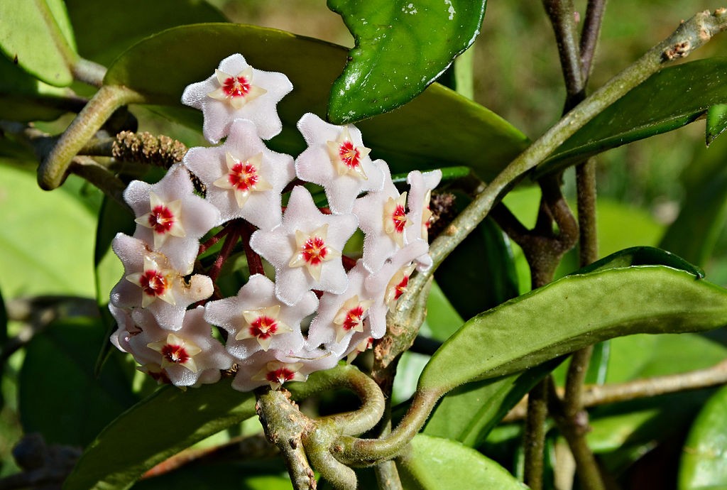 Hoya carnosa: Cultivo, suelo y reproducción Plantas Interior - Flor de  Planta