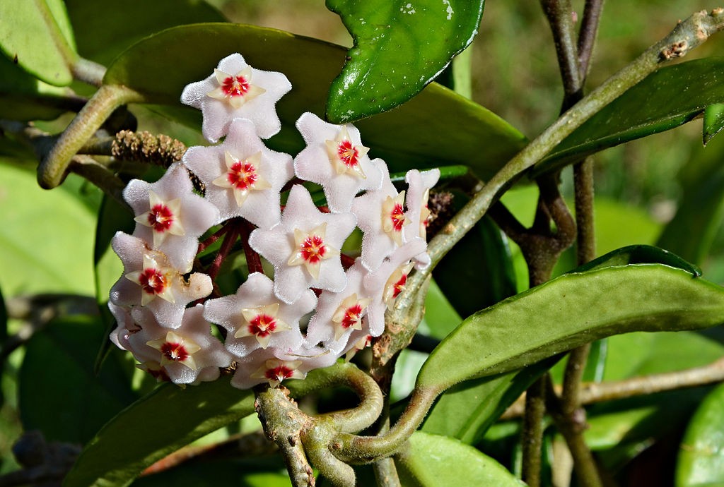 hoya carnosa jlpc