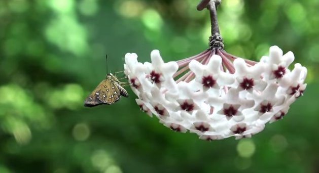 hoya carnosa youtube